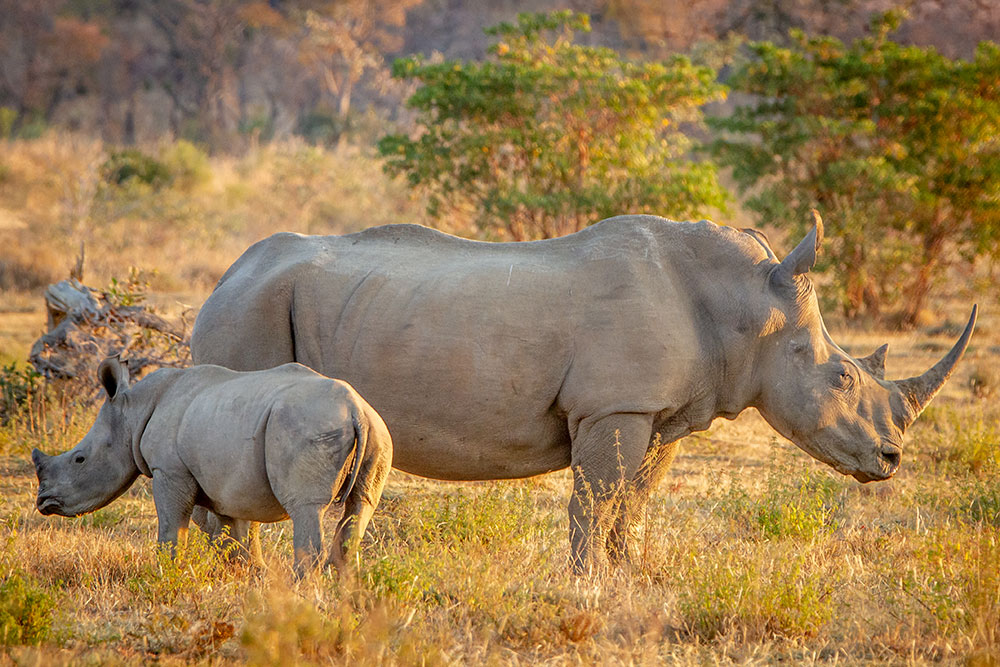 Kruger National Park